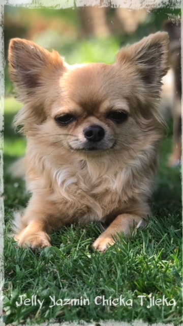 pup