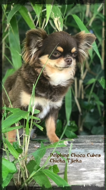 pup