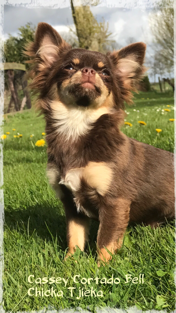 pup