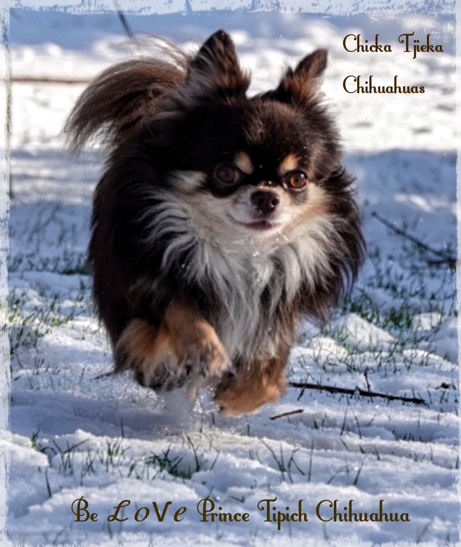 chihuahua pup sneeuw