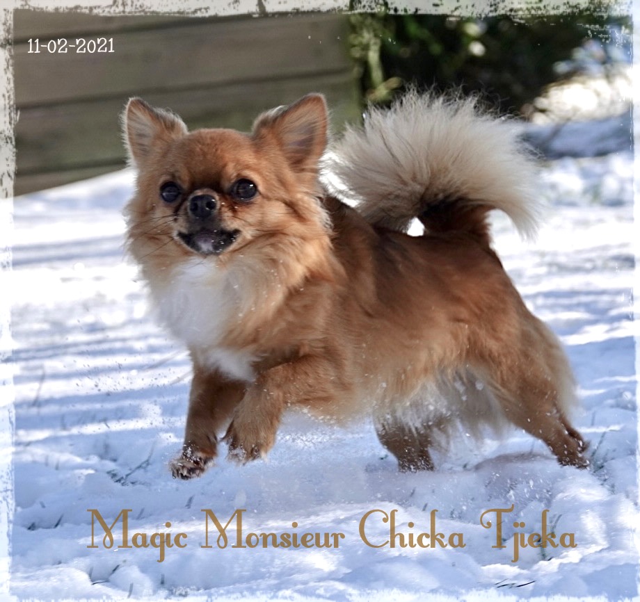 chihuahua pup sneeuw