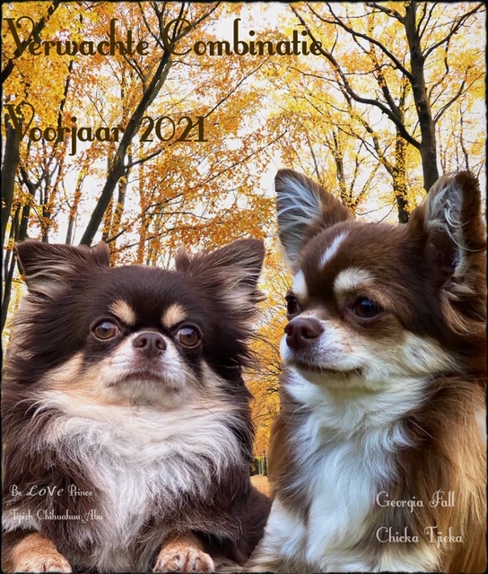 pup chihuahua