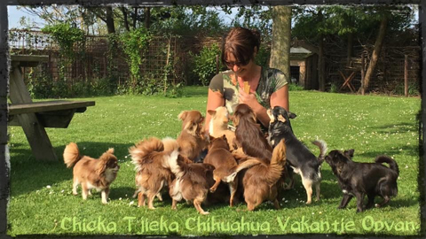 chihuahua vakantie opvang